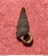 Land Snail- Cochlostoma Philippianum ( Gredler, 1853)- 17.8.2013. La Sella, Santa Croce Lake, Ponte Nelle Alpi, Belluno - Schelpen