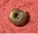 Land Snail- Discus Rotundatus( O.F.Muller, 1774)- 5.6.2005. Sant-Ciers D'Abzac ( France) . 4,8 X 1,1 Mm - Muscheln & Schnecken