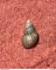 Land Snail- Eupolidestrina Aponensis ( Van Martens, 1858)- 8.4.2000. Montegrotto Terme,Padova,  Italy . - Muscheln & Schnecken