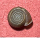 Land Snail- Helicodonta Angigyra ( Rossmassler , 1834)- 13.6.2000. Tolggio Valley, San Giovanni Briano, Bergamo, Italy . - Seashells & Snail-shells