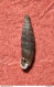 Land Snail- Macrogastra Plicatula Superflua ( Charpentier , 1852)- 2.4.2000. Zone, Brescia, Italy . - Coquillages