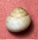 Land Snail- Marmorana Platychela ( Menke, 1830)- 1.1.2011. Mount Pellegrino, Sicily . Alive Taken On To The Rock Walls. - Seashells & Snail-shells