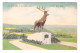 UNITED STATES // MOHAWK TRAIL // ELK ON THE TRAIL AT WHITCOMB SUMMIT - Andere & Zonder Classificatie