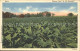 11686452 Kentucky_US-State Tobacco Field In Old Kentucky - Altri & Non Classificati