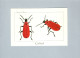 Insectes - Insects