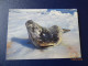 Cartes Postales Antarctique - Lots & Serien