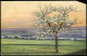 Ansichtskarte  Stimmungsbild: Frühling Baum Und Fernsicht Photochromie 1916 - Sonstige & Ohne Zuordnung