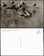 Ansichtskarte St. Peter-Ording Möwen Am Strande 1956 - Sonstige & Ohne Zuordnung