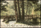 Ansichtskarte Weimar Naturbrücke Im Park 1899 - Weimar