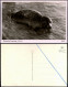 Ansichtskarte Wangerooge Strand Seehund 1956 - Wangerooge