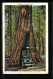 AK The California Tree, Mariposa Grove Of Big Trees  - Otros & Sin Clasificación
