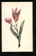AK Tulpe, Briefmarkencollage  - Briefmarken (Abbildungen)