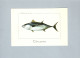 Poissons - Fish & Shellfish