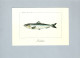 Poissons - Fish & Shellfish