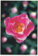 Zarte Rose Ngl #E0045 - Andere & Zonder Classificatie