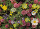 Wiesenblumen Ngl #E3936 - Sonstige & Ohne Zuordnung