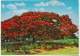 Australia QUEENSLAND QLD Poinciana Tree Engelander Kruger 793/56 Postcard C1970s - Other & Unclassified