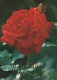 FLOWERS Vintage Postcard CPSM #PBZ419.A - Blumen