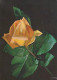 FLOWERS Vintage Ansichtskarte Postkarte CPSM #PBZ213.A - Blumen