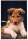 HUND Tier Vintage Ansichtskarte Postkarte CPSM #PAN581.A - Dogs