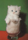 KATZE MIEZEKATZE Tier Vintage Ansichtskarte Postkarte CPSM #PAM615.A - Katten
