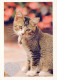 GATTO KITTY Animale Vintage Cartolina CPSM #PAM558.A - Katten