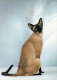 CAT KITTY Animals Vintage Postcard CPSM Unposted #PAM476.A - Katten