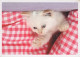GATO GATITO Animales Vintage Tarjeta Postal CPSM #PAM502.A - Katten