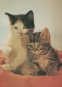 CAT KITTY Animals Vintage Postcard CPSM #PAM326.A - Katten