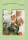 GATTO KITTY Animale Vintage Cartolina CPSM Unposted #PAM303.A - Katten