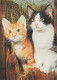 KATZE MIEZEKATZE Tier Vintage Ansichtskarte Postkarte CPSM #PAM285.A - Katten