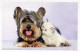 CAT KITTY Animals Vintage Postcard CPSM #PAM056.A - Gatos