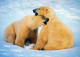 BEAR Animals Vintage Postcard CPSM #PBS380.A - Bears