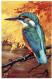 PÁJARO Vintage Tarjeta Postal CPSMPF #PKG960.A - Oiseaux