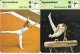 Delcampe - GF1985 -  FICHES EDITION RENCONTRE - GYMNASTIQUE - Gymnastiek