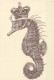 FISH Animals Vintage Postcard CPSM #PBS891.GB - Poissons Et Crustacés