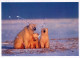 BEAR Animals Vintage Postcard CPSM #PBS246.GB - Bears