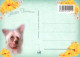 PERRO Animales Vintage Tarjeta Postal CPSM #PAN577.ES - Hunde