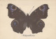 SCHMETTERLINGE Tier Vintage Ansichtskarte Postkarte CPSM #PBS436.DE - Schmetterlinge