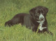 HUND Tier Vintage Ansichtskarte Postkarte CPSM #PAN713.DE - Hunde