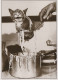 GATTO KITTY Animale Vintage Cartolina CPSM #PBQ743.IT - Gatos