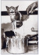 GATTO KITTY Animale Vintage Cartolina CPSM #PBQ743.IT - Gatos
