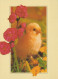PASQUA POLLO UOVO Vintage Cartolina CPSM #PBP013.IT - Pâques