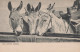 ASINO Animale Vintage CPA Cartolina #PAA016.IT - Esel