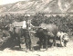 CARTE PHOTO 1917 - ALBANIE - PAYSAN ALBANAIS Boeufs Attelés - Environs De Pogradec - Albania