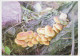 Postal Stationery Belarus 1999 Mushroom - Mushrooms