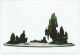 Postal Stationery China 2006 Bonsai Tree - Bomen