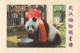 China - The World's Longest-lived Giant Panda, DU DU's 37th Birthday Banquet, 1999, Wuhan Zoo, Posted - Bears