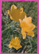 293833 / Italy - Anemone Giallo Anemonoides Ranunculoides Plant PC 1993 Milano USED 100+250 L Rocca Di Mondavio  - 1991-00: Storia Postale