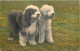 CPA - DEUX  CHIENS - Race English Sheepdog - Bobtails - Bergers Anglais - Dogs
